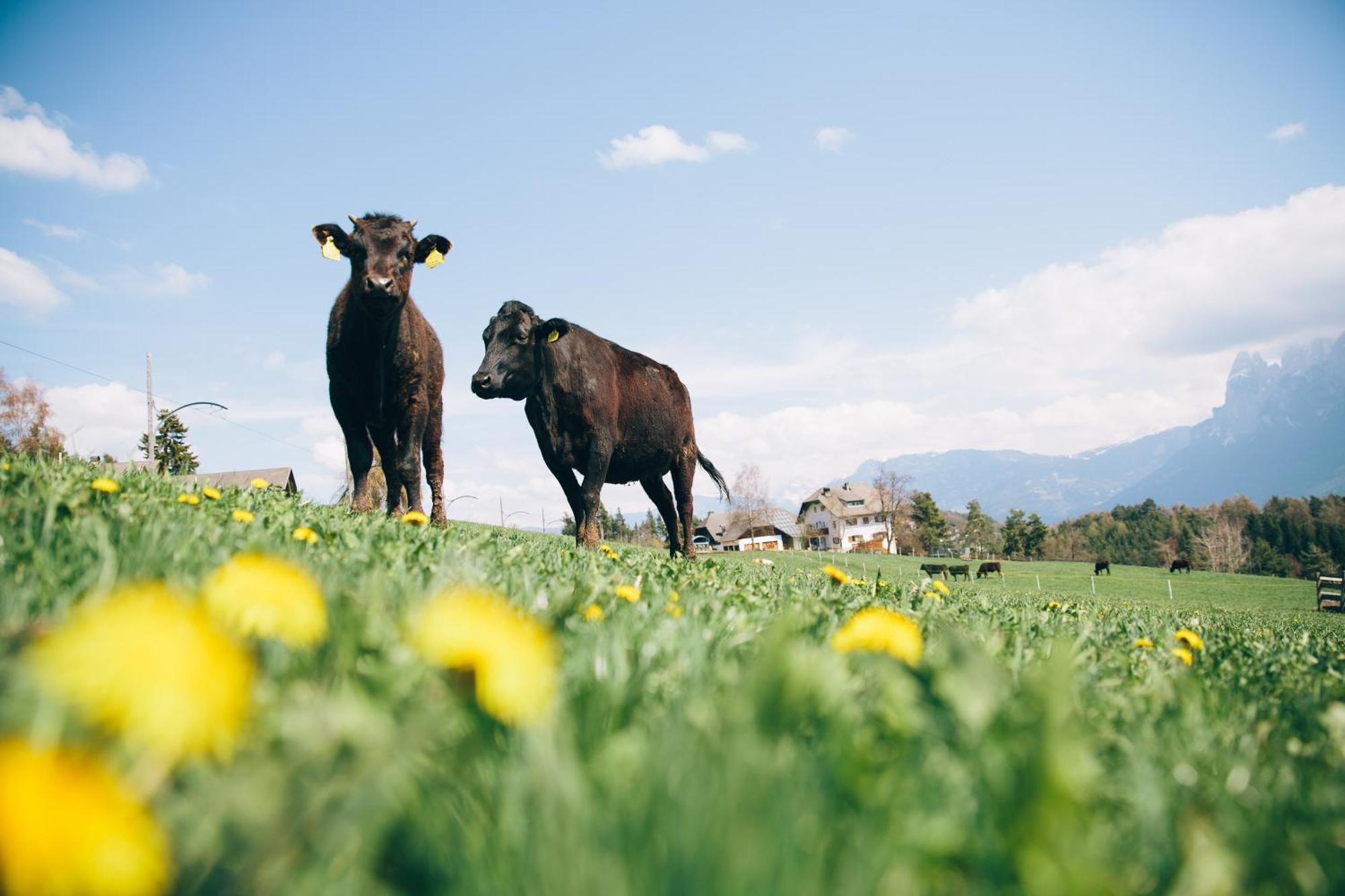 Alpin Farm Linde - Oberweidacherhof Collalbo Exteriér fotografie