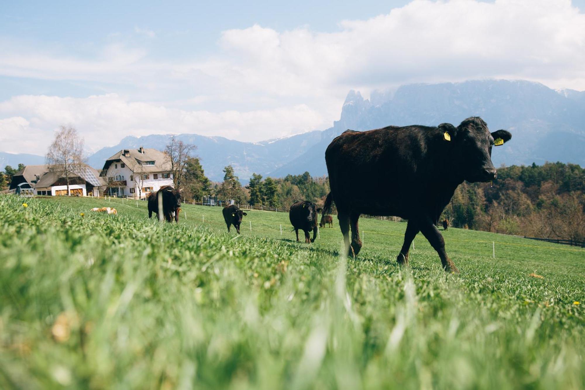 Alpin Farm Linde - Oberweidacherhof Collalbo Exteriér fotografie